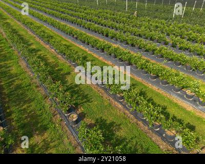 Moderner Blueberry Orchard mit Anti-Hagel-Netzen, Bewässerung und modernen Anbausystemen in Containern. Drohnenperspektive aus der Luft Stockfoto