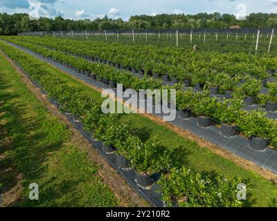 Moderner Blueberry Orchard mit Anti-Hagel-Netzen, Bewässerung und modernen Anbausystemen in Containern. Drohnenperspektive aus der Luft Stockfoto