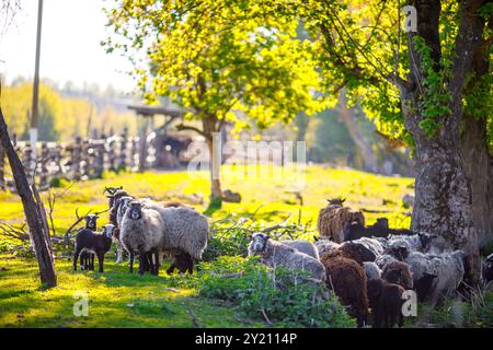 Schafherde, die an einem sonnigen Tag frei auf einem Bauernhof herumlaufen, ökologisches Farm-Konzept, Schafzucht Stockfoto