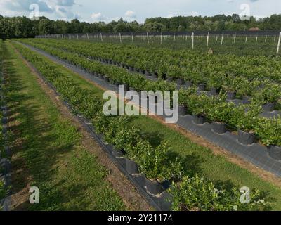 Moderner Blueberry Orchard mit Anti-Hagel-Netzen, Bewässerung und modernen Anbausystemen in Containern. Drohnenperspektive aus der Luft Stockfoto