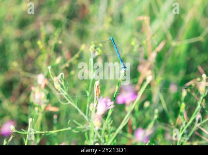 Die blaue Libelle steht auf einer Blume auf einem Feld. Das Feld ist üppig und grün, mit vielen Blumen überall. Die Libelle ist der Hauptfokus von Stockfoto