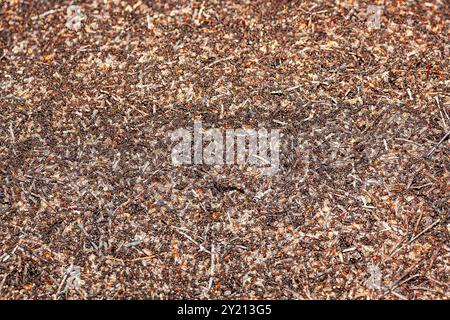 Ein Haufen Ameisen auf dem Boden. Ameisen sind über den ganzen Boden verstreut, wobei einige näher am oberen Rand des Stapels und andere näher am unteren Rand liegen. C Stockfoto