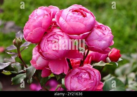 ROSA GARTENPRINZESSIN MARIE- JOSÉ im Rosengarten vor dem Wintergarten-Gewächshaus, Helsinki, Finnland Stockfoto
