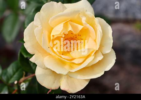 Rosa Kerzenlicht im Rosengarten vor dem Wintergarten-Gewächshaus, Helsinki, Finnland Stockfoto