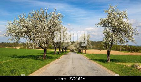 Blick auf die Straße im Frühling und eine blühende Apfelbaumallee Stockfoto