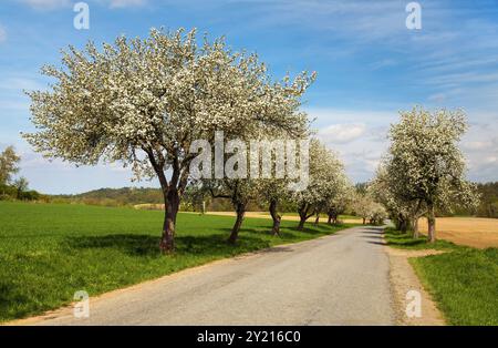 Blick auf die Straße im Frühling und eine blühende Apfelbaumallee Stockfoto