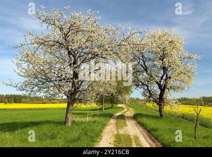 Gasse mit blühenden Kirschbäumen und unbefestigten Straßen und Feld mit Rapskanola oder Rübsensamen, Blick auf den Frühling Stockfoto