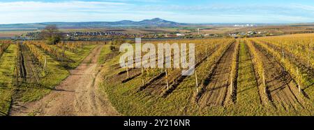 Weinberg, Herbst im Weinberg, gelbe Weinpflanzen, Pavlov hils, Südmähren, Tschechische Republik Stockfoto