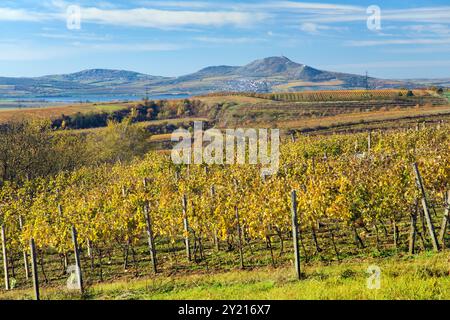 Weinberg, Herbst im Weinberg, gelbe Weinpflanzen, Pavlov hils, Südmähren, Tschechische Republik Stockfoto