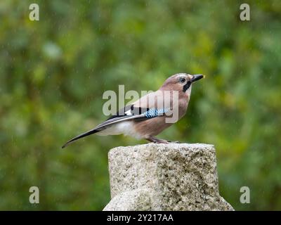 Eurasian jay im Regen [ lateinischer Name garralus glanarus ] in der Stadt Bristol, Großbritannien Stockfoto