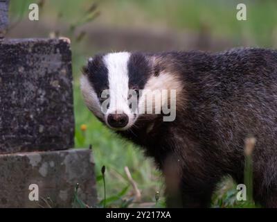 Wunderschöner wilder Dachs in der Nähe von [ meles meles ] in Bristol, Großbritannien Stockfoto