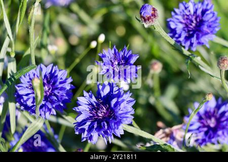 Kornblumen im Töölönlahti Park im Zentrum von Helsinki, Finnland, August 2024 Stockfoto