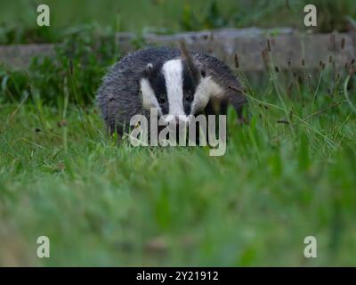 Wilder Dachs im Gras [ lateinischer Name meles meles ] in Bristol, Großbritannien Stockfoto