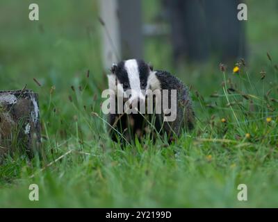 Wild Badger [ meles meles ] in der Stadt Bristol, Großbritannien Stockfoto