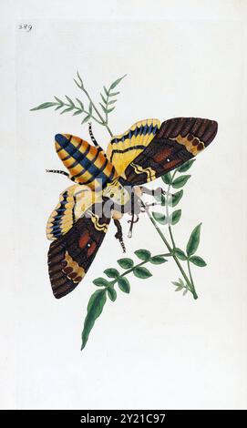 Totenkopf Falke oder Bienenstiger Moth. Donovan. Platte 289. Um 1805 Stockfoto