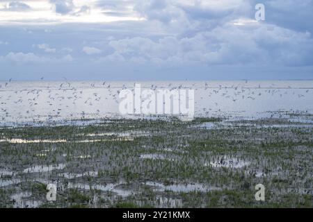 Queller und fliegende Möwen an der Nordsee, Abendlicht, Nationalpark Niedersächsisches Wattenmeer, Norddeich, Ostfriesland, Niedersachsen, Deutschland, Eur Stockfoto