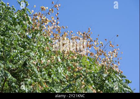 Früchte des Goldenrainbaums (Koelreuteria paniculata), blauer Himmel, Baden-Württemberg, Deutschland, Europa Stockfoto