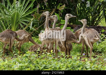 Nahaufnahme einer Gruppe von Nandu- oder Rhea-Küken in natürlichem Lebensraum, Pantanal Feuchtgebieten, Mato Grosso, Brasilien, Südamerika Stockfoto