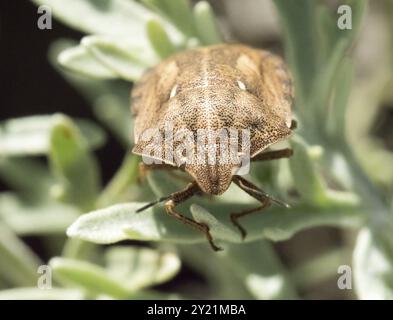 Makroaufnahme von Schildkröte Schild Bug auf Pflanze Stockfoto