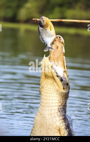 Yacare Caiman springt aus dem Wasser und schnappt mit vielen Kiefern, einem Fisch auf einem Stock Stockfoto