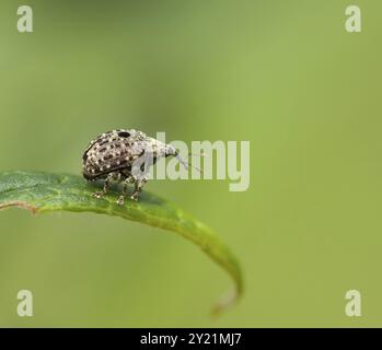 Makro von Weevil Cionus hortulanus auf Blatt mit unscharfem Hintergrund Stockfoto