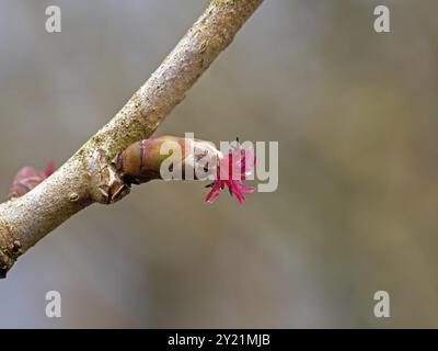 Rote weibliche Blume von Hazel Tree Stockfoto