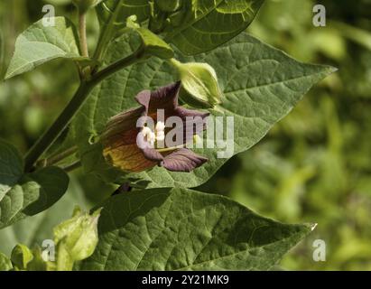 Lila Braun tödliche Nachtschattenblume und Blätter Stockfoto