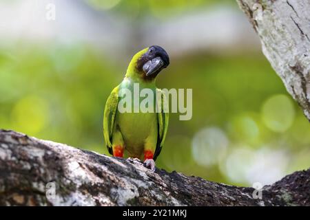 Nahaufnahme des Nanday-Sittichs, der auf einem Ast sitzt und den Kopf zur Seite gegen den natürlichen Hintergrund des Bokeh neigt, Pantanal Wetlands, Mato Grosso, Brasilien, Süden Stockfoto