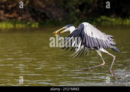 Cocoi-Reiher, der eine Pirhana im Flug über einen Fluss fängt, Pantanal Feuchtgebiete, Mato Grosso, Brasilien, Südamerika Stockfoto