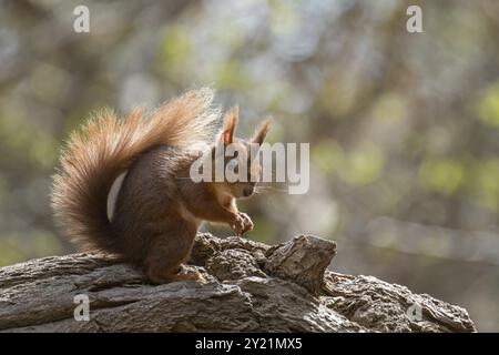 Rotes Eichhörnchen auf gefallenem Baum auf Brownsea Island, Dorset Stockfoto