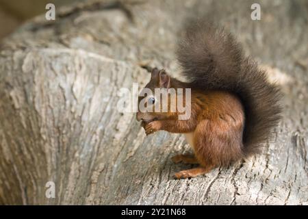 Red Squirrel, gebürtiger Brite auf Log auf Brownsea Island, Dorset Stockfoto