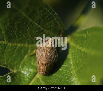 Makro des Trichterinsekts Issus coleoptratus am Weißdornblatt Stockfoto