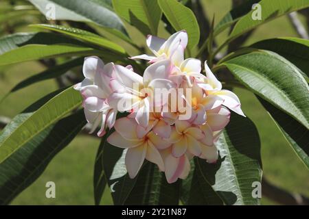 Schöne Frangipani Blumen in der Sonne Stockfoto