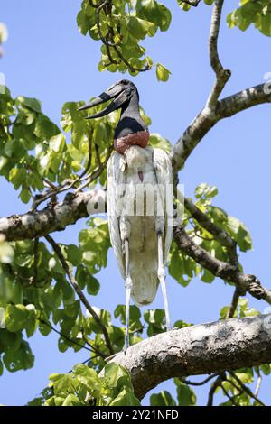 Nahaufnahme eines Jabiru Storchs, der auf einem Baumzweig steht, im Licht und Schatten vor blauem Himmel und grünen Blättern, Pantanal Feuchtgebiete, Mato Grosso, Brasilien, so Stockfoto