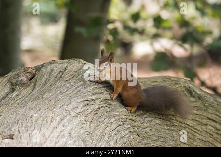 Rotes Eichhörnchen auf gefallenem Baum auf Brownsea Island, Dorset Stockfoto