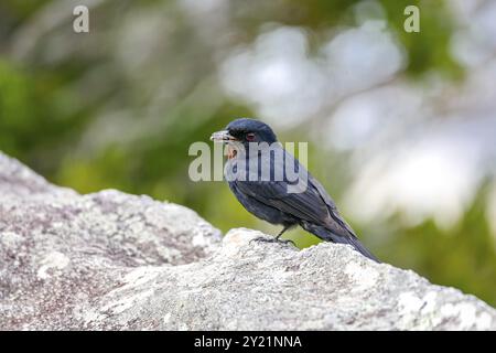 Samtig-schwarzer Tyrann auf einem Felsen mit einem Insekten im Schnabel, Caraca Naturpark, Minas Gerais, Brasilien, Südamerika Stockfoto