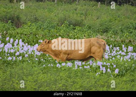 Wunderschöne braune Rinder auf einer Wiese mit Wasserhyazinthen in Blüte, Pantanal Feuchtgebiete, Mato Grosso, Brasilien, Südamerika Stockfoto