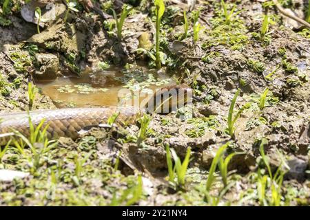 Nahaufnahme der brasilianischen False Water Cobra, die in einer Wasserpfütze liegt, leckt, Pantanal Feuchtgebiete, Mato Grosso, Brasilien, Südamerika Stockfoto