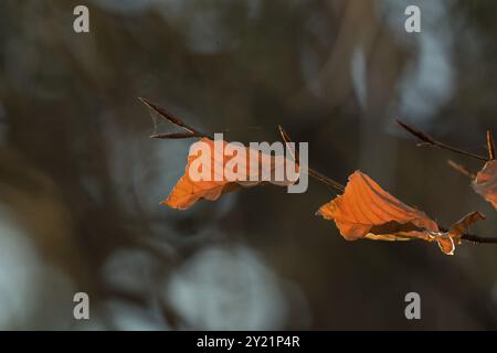 Buchenblätter, die von der Wintersonne hinterleuchtet werden Stockfoto