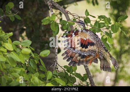 Wundervolle gemusterte Sonnenbitter im Flug zu einem Baum, Flügel ausgebreitet, Pantanal Feuchtgebiete, Mato Grosso, Brasilien, Südamerika Stockfoto