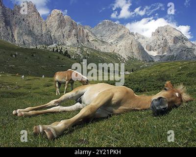 Schlafendes Haflinger Fohlen auf der Seceda, Wolkenstein in Gröden, Südtirol, Italien, Europa Stockfoto