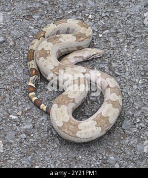 Nahaufnahme eines Boa constrictor, der auf einer geteerten Straße geschlungen ist, Pantanal Wetlands, Mato Grosso, Brasilien, Südamerika Stockfoto