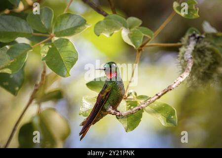 Vorderansicht eines brasilianischen Rubins auf einem Zweig vor unscharfem Hintergrund, Itatiaia, Rio de Janeiro, Brasilien, Südamerika Stockfoto