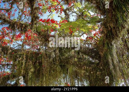 Flacher Blick auf einen wunderbaren Baum mit roten Blüten und spanischem Moos in der historischen Stadt Paraty, Brasilien, UNESCO-Weltkulturerbe, Südamerika Stockfoto