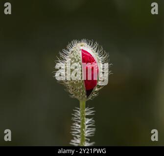 Offen Sie teilweise Blütenknospe Feld Mohn Stockfoto