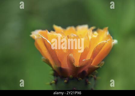 Feigenkaktus, Opuntia Ficus-indica Stockfoto