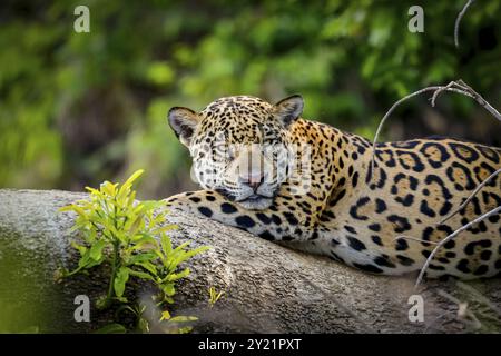 Nahaufnahme eines Jaguar, der auf einem Baumstamm am Flussufer ruht und der Kamera zugewandt ist. Pantanal Feuchtgebiete, Mato Grosso, Brasilien, Südamerika Stockfoto