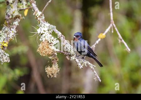 Samtig-schwarzer Tyrann auf einem Flechtenbaumzweig, Caraca Naturpark, Minas Gerais, Brasilien, Südamerika Stockfoto