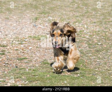 Der 8 Monate alte englische Show Cocker Spaniel Hündchen läuft am Strand Stockfoto