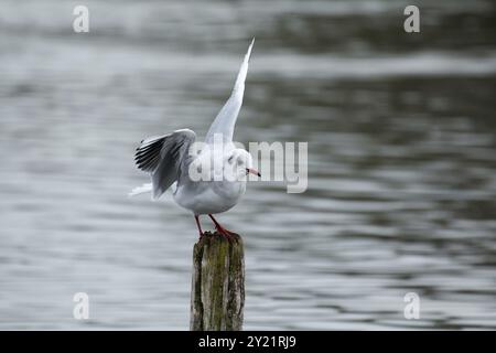 Wintergefiederte Schwarzköpfige Möwe balanciert auf Holzstumpf Stockfoto